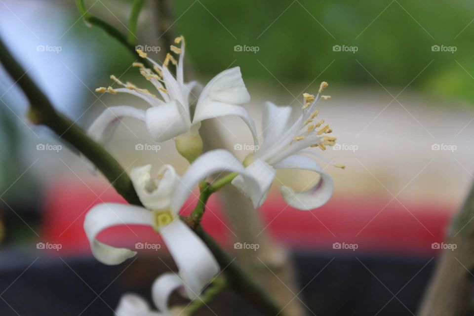 Lemon flowers