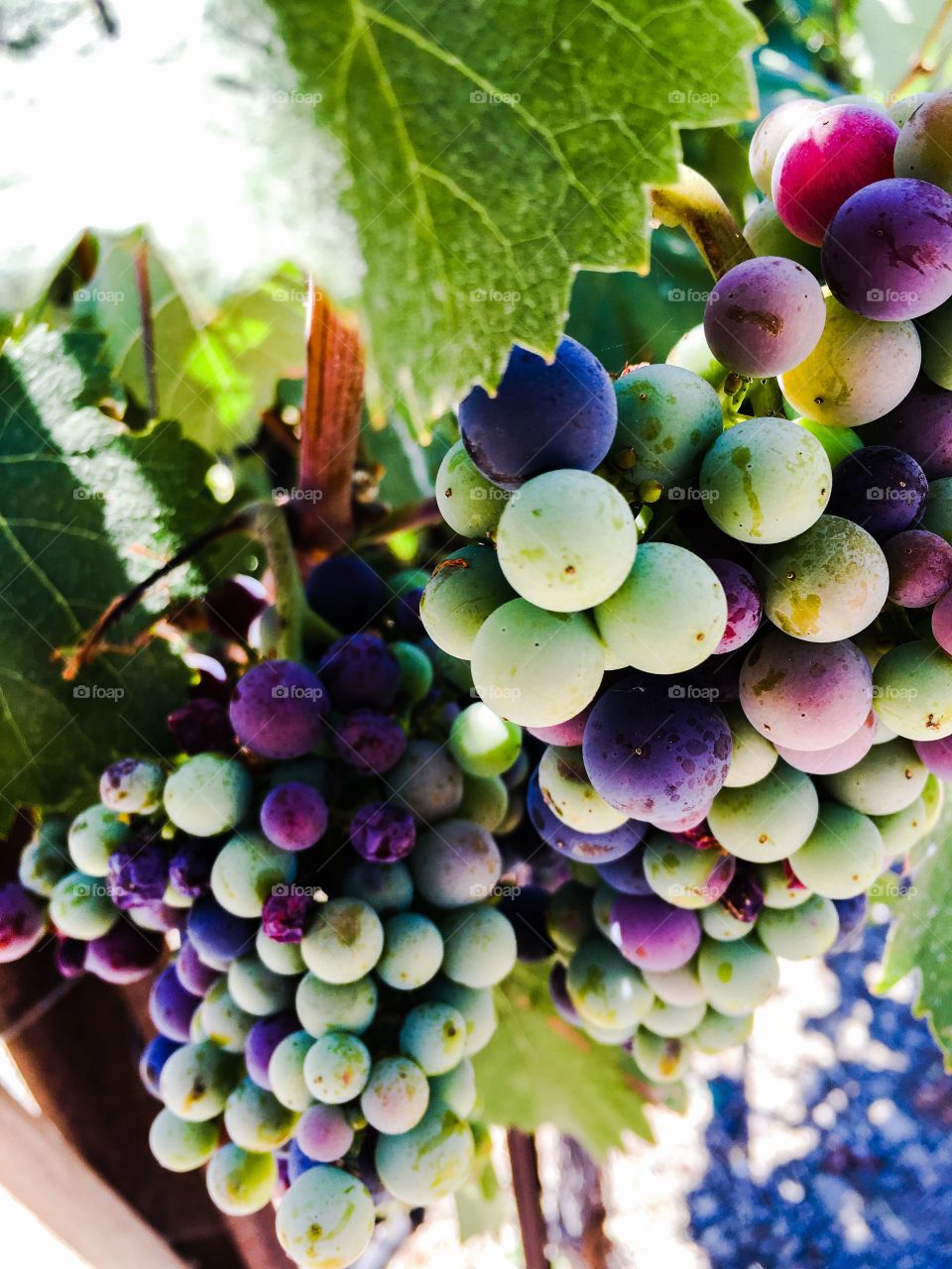 purple and green grapes