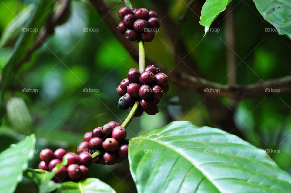 ripe coffee