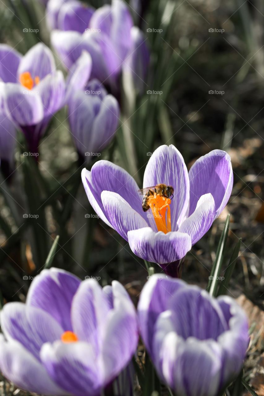 Close up or macro of spring flowers 