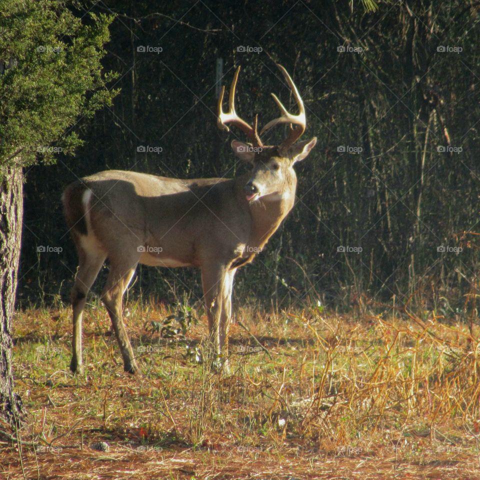 Whitetail buck, the king of the forest, sticking his tongue out
