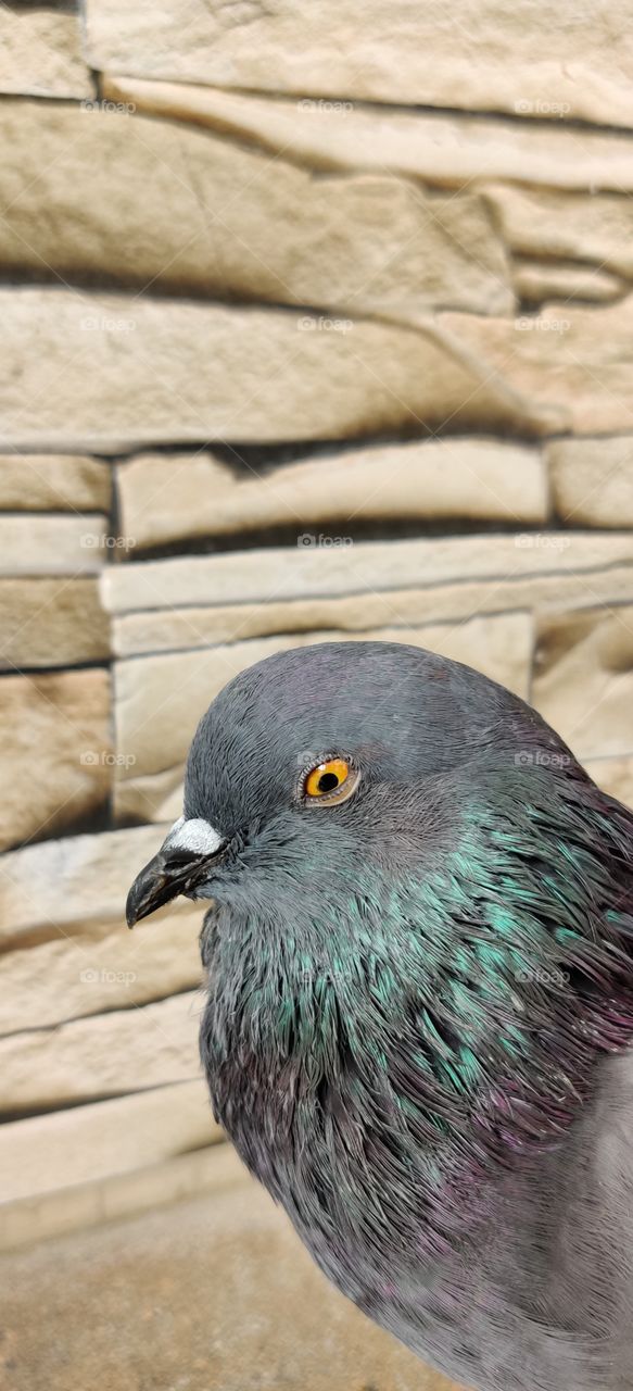 pigeon