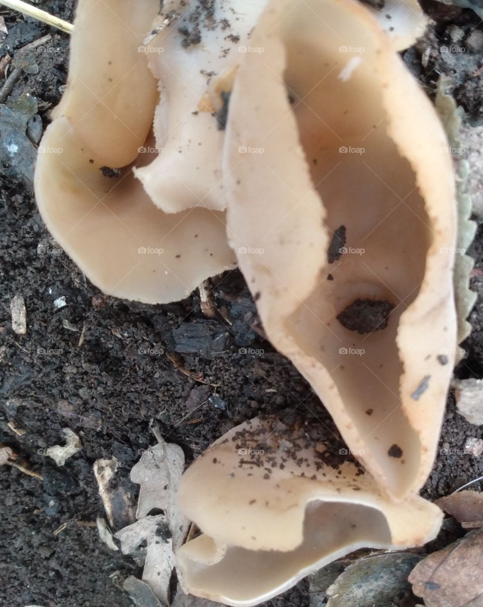 Very cool looking fungi/mushrooms I'm the backyard.