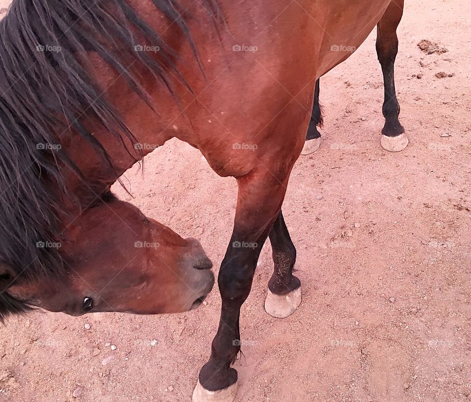 Palermo horse bowing