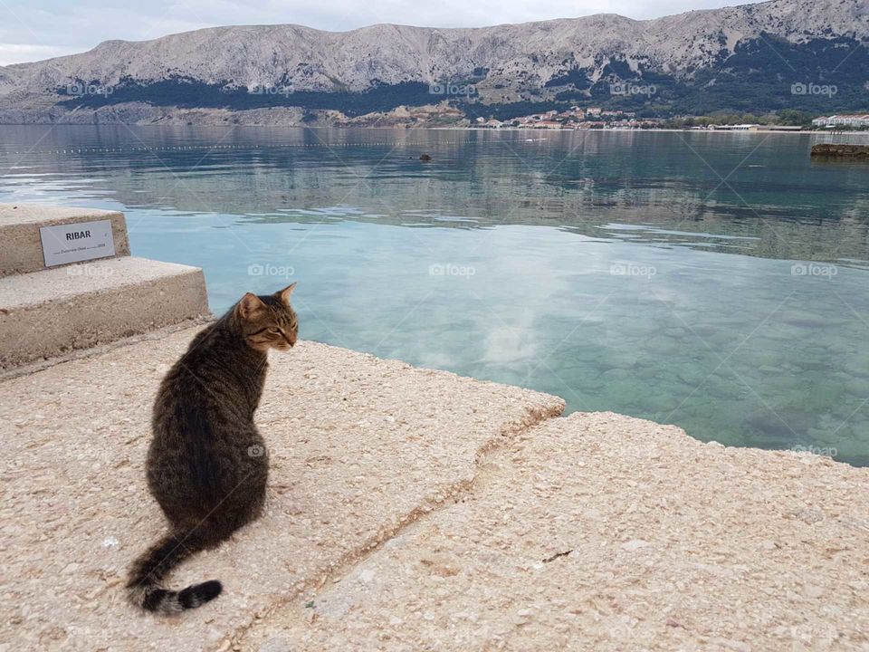 Happy life for a cat in Croatia.