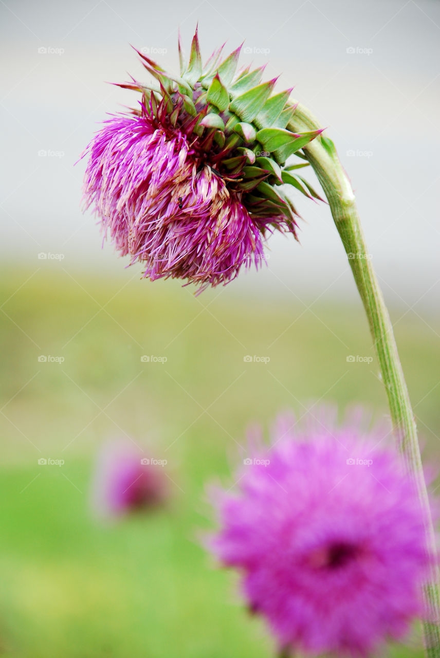 Wild Purple Thistle Blooms