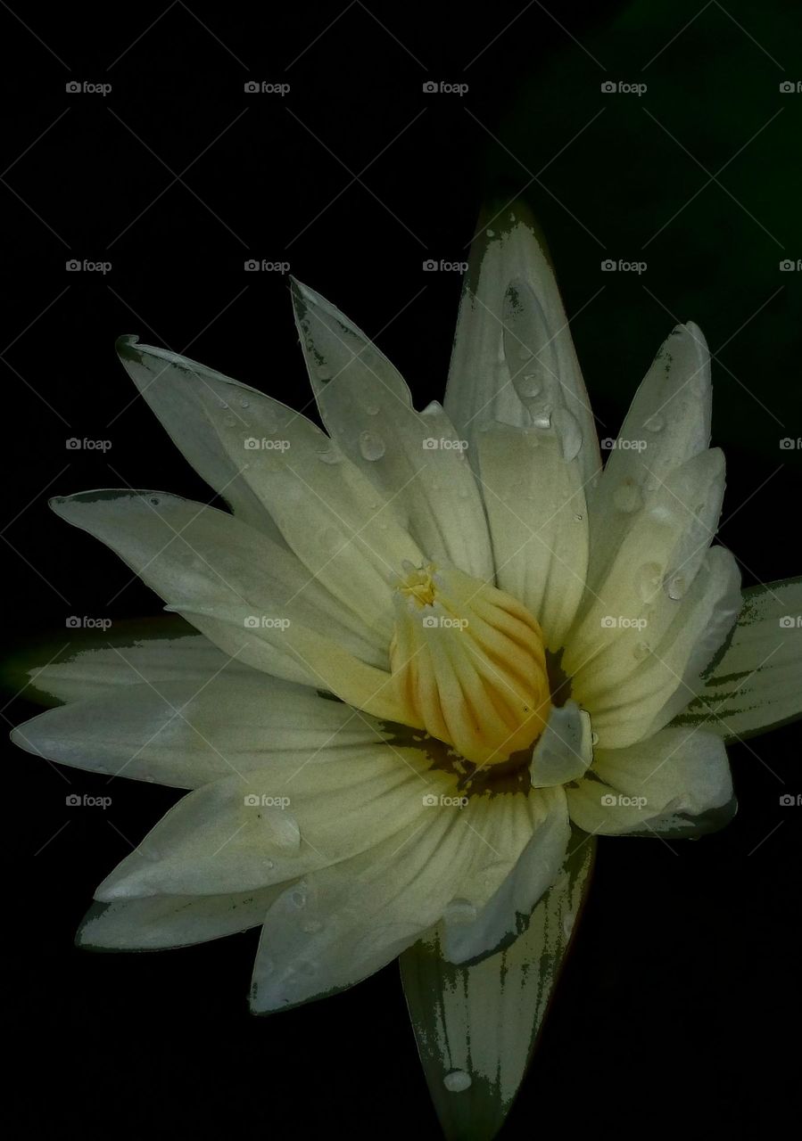 naturelove, beautiful Flowers, yellow with white, drak background