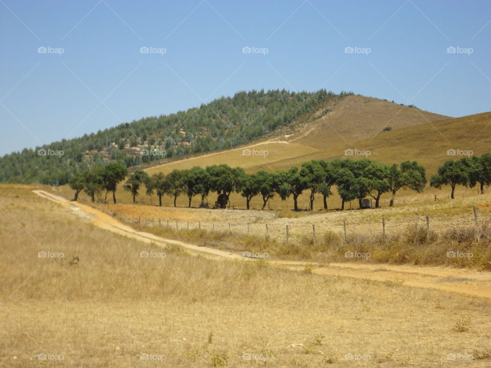 hill and trees