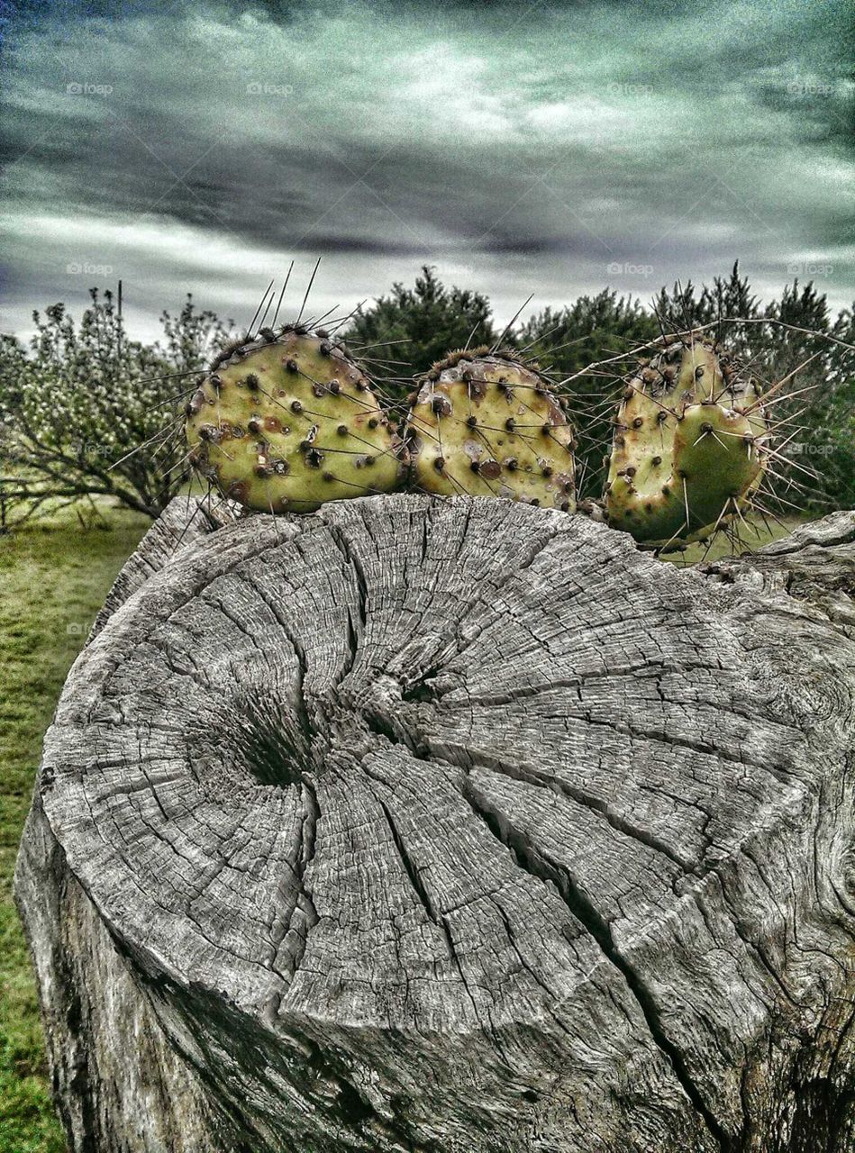 Cactus on Stump