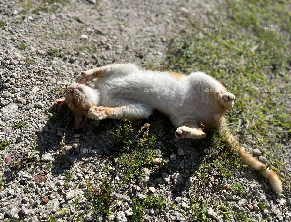 Cat sleeping in the summer sun