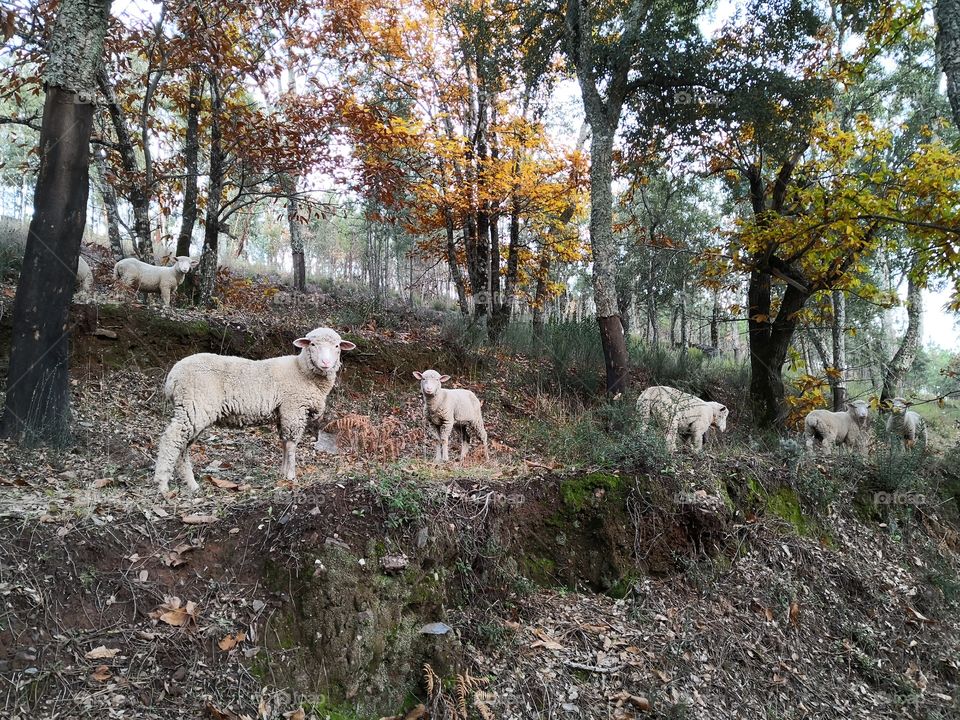 Sheeps, Trees, Nature, Castelo de Vide, Portugal