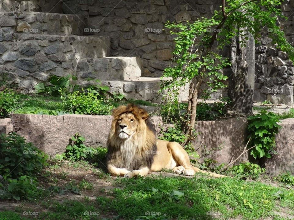 Lion