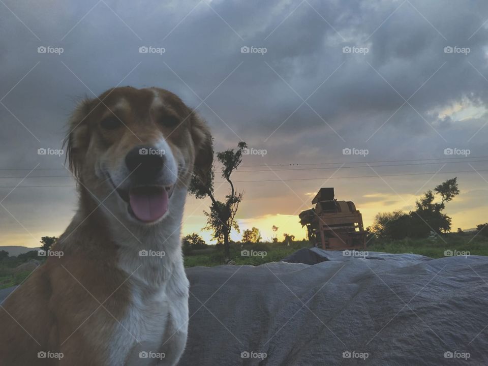 Beautiful Weather in village with dog