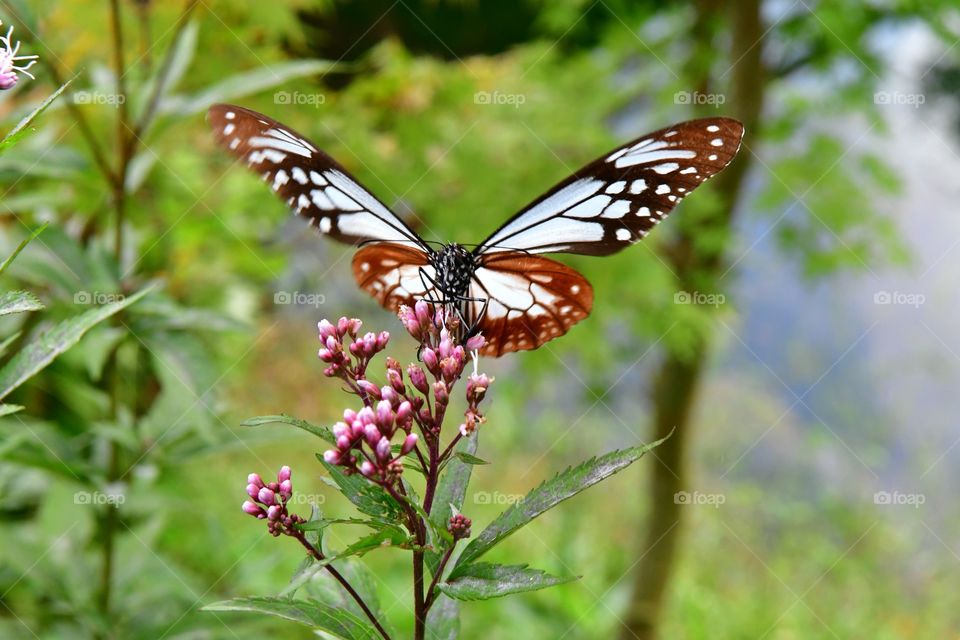 Beautiful butterfly