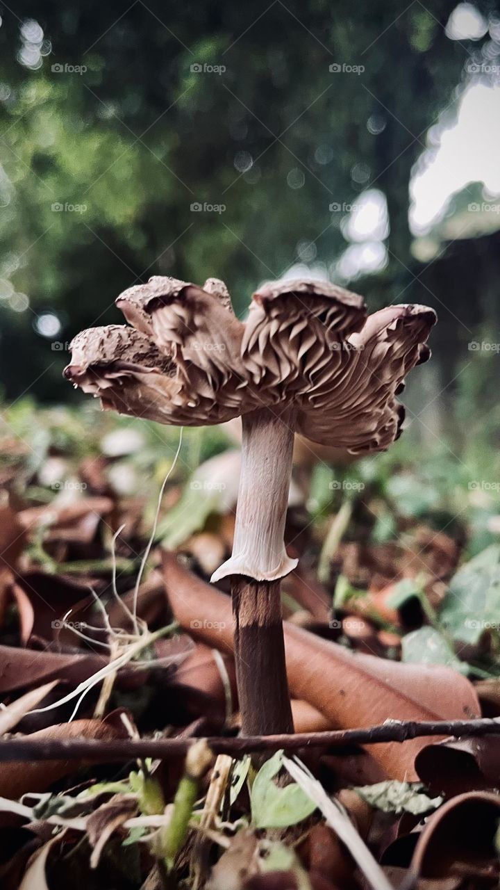 Fungus