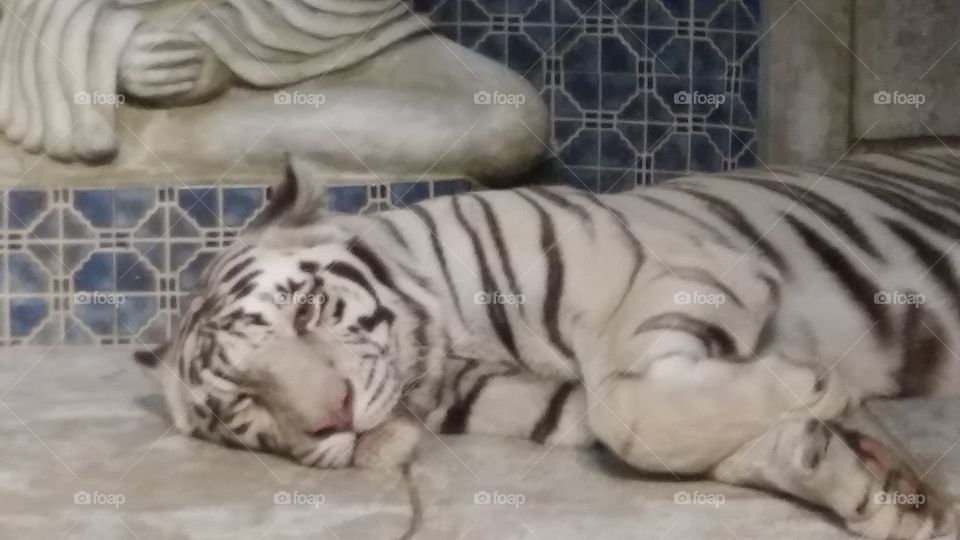 sad white tiger