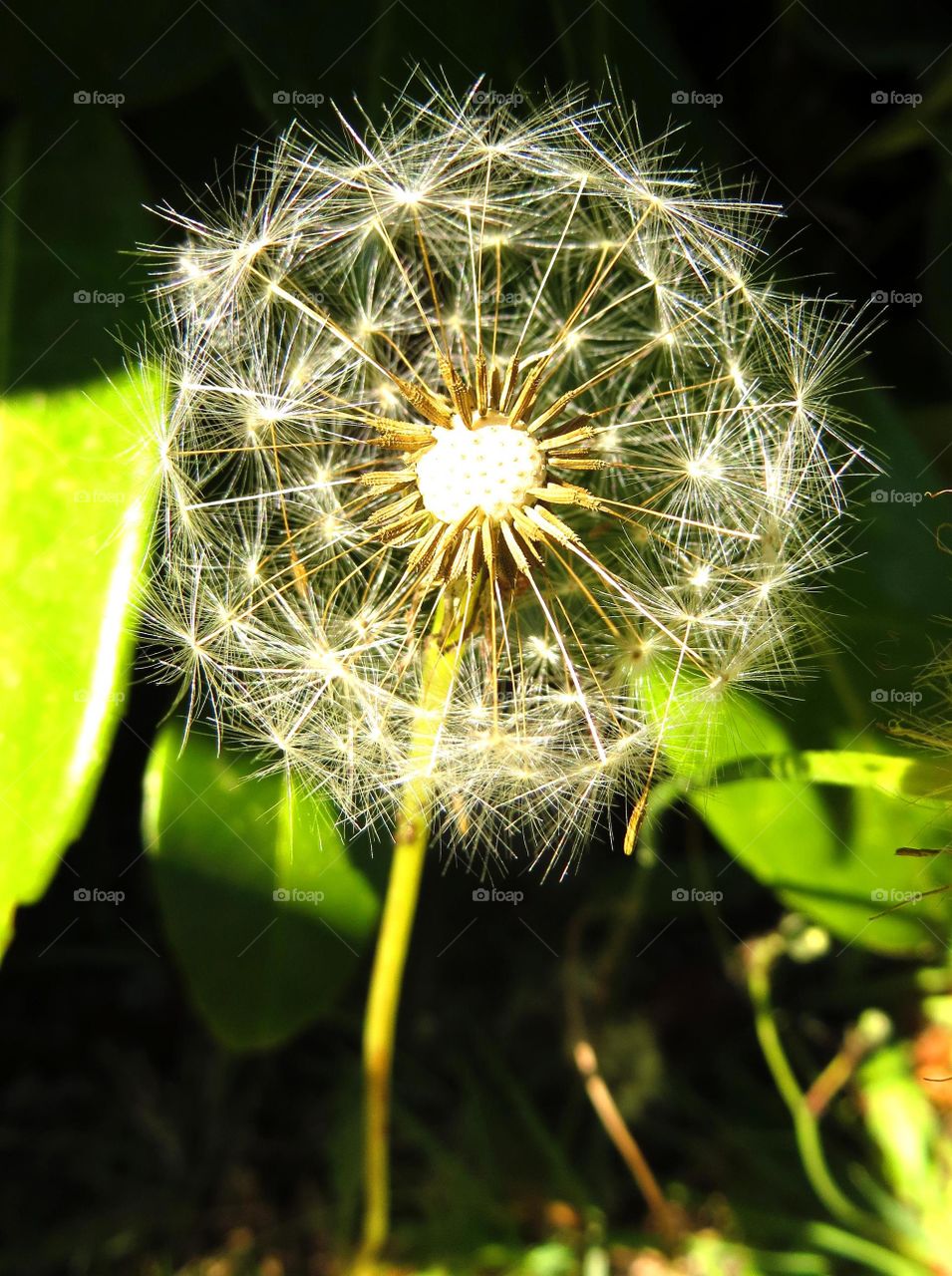 Spring dandelion