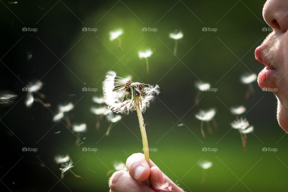 Dandelion