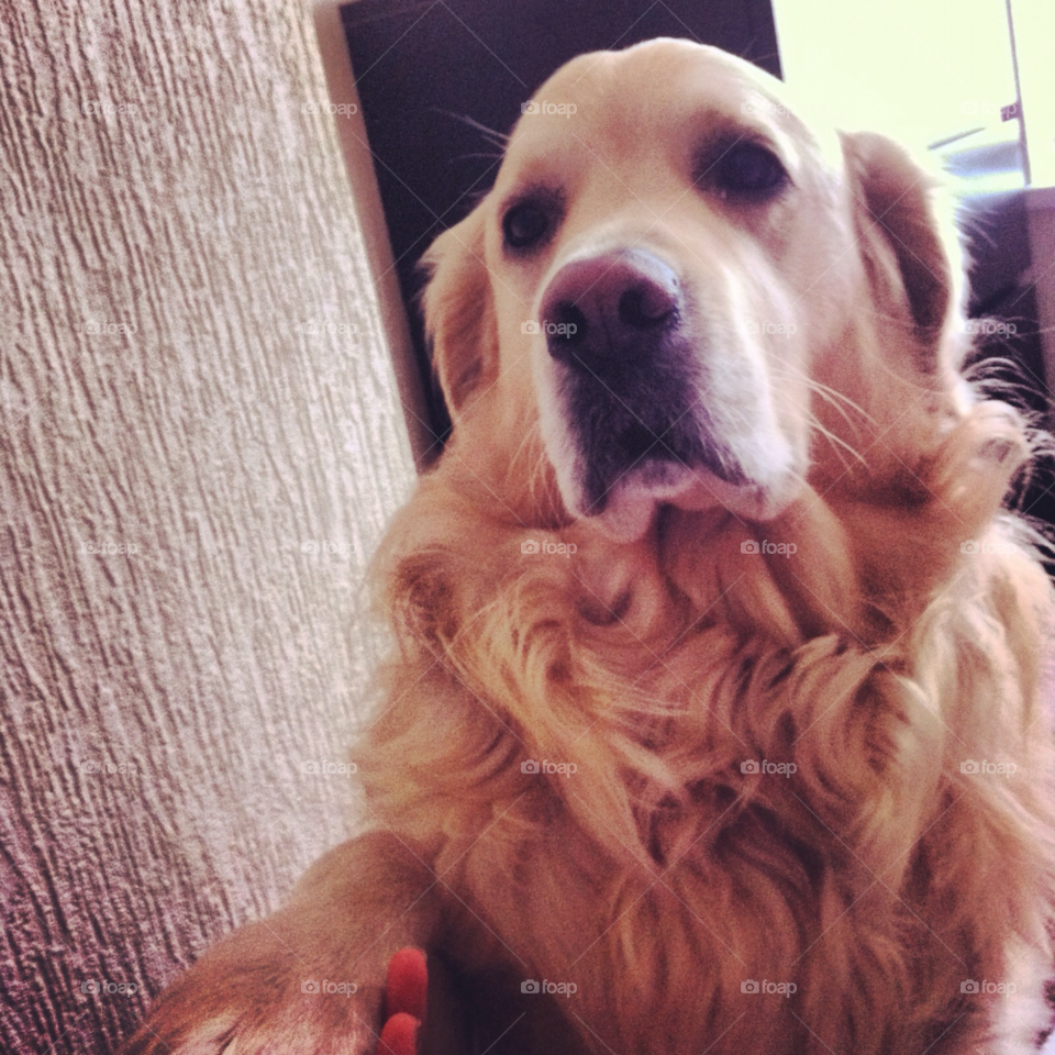 pretty dog cute animals by Zita