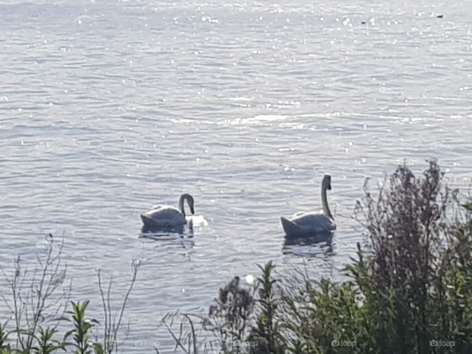 life on the water, swans