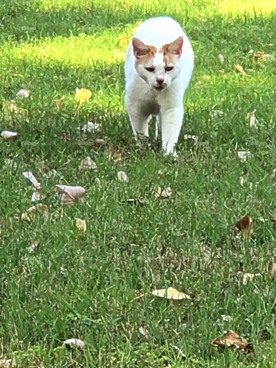 Walking in the yard