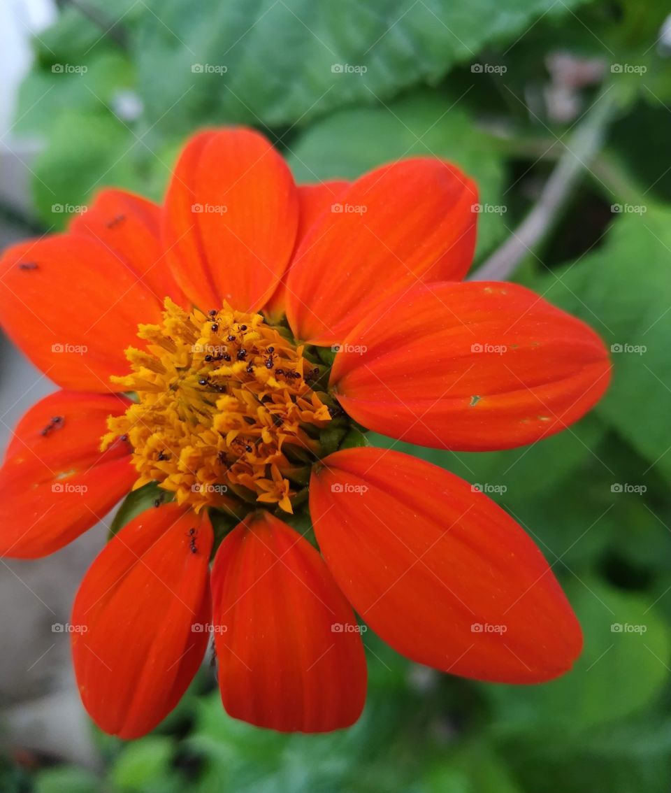 Hormigas alimentándose con el polen de una flor.