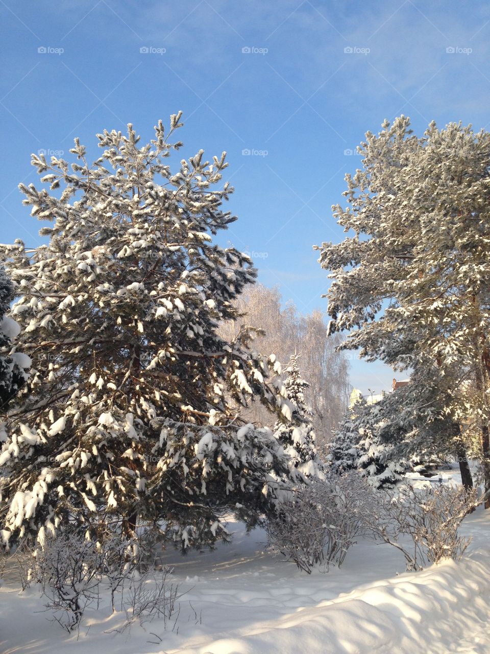 Snow on trees 