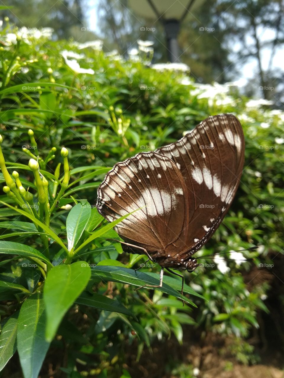 green leaves in butterfly