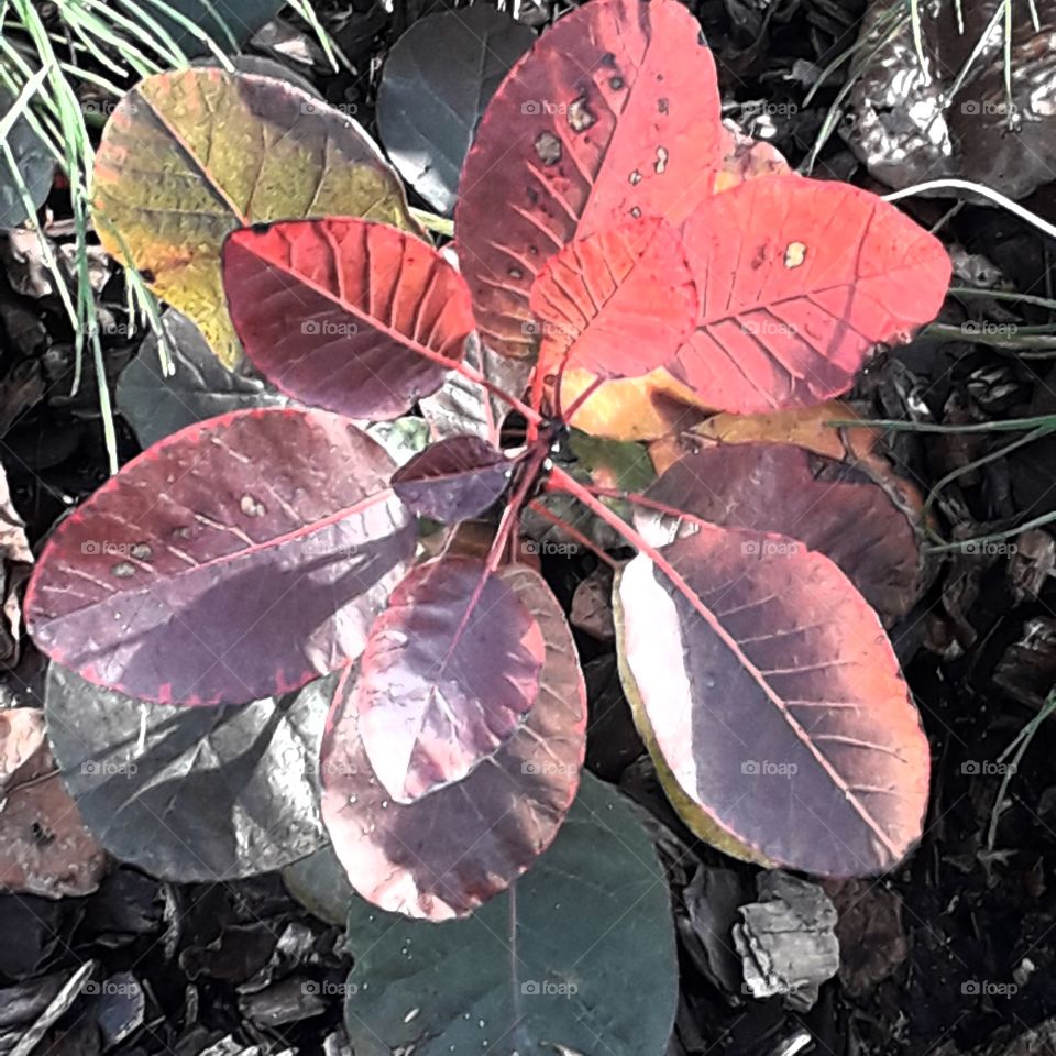 new glossy  shoot of smoke tree (cotinus)