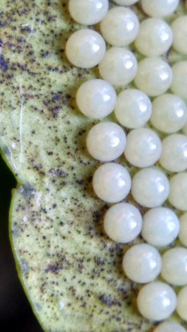 egg