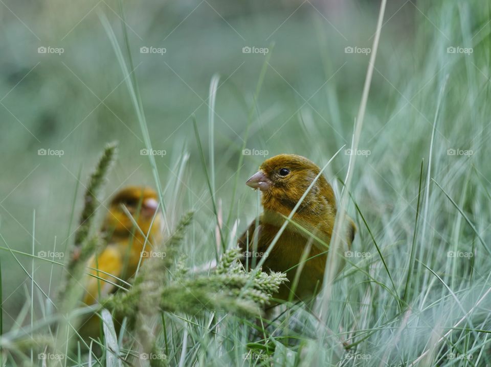 Canaries perching in grass