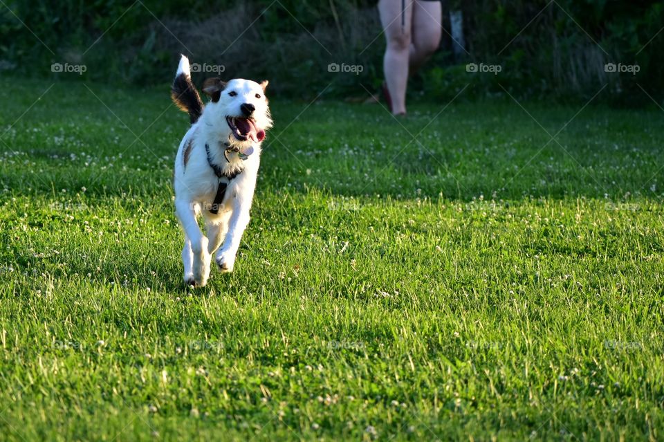 Beautiful terrier hound mixed breed dog playing in field of grass in summer evening sunlight 