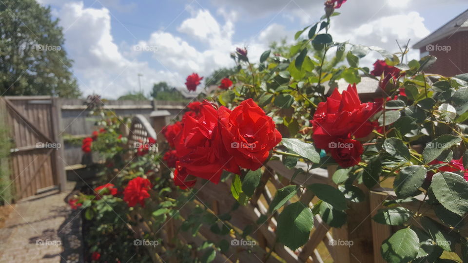 Red roses across a trellis fence.