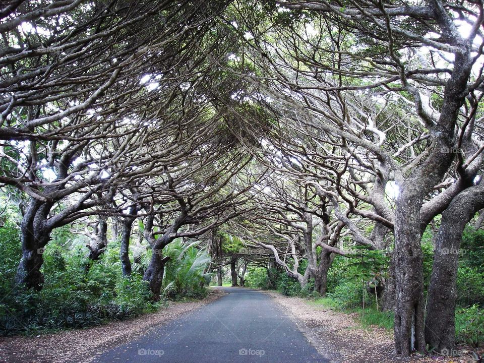 Nature new Caledonia
