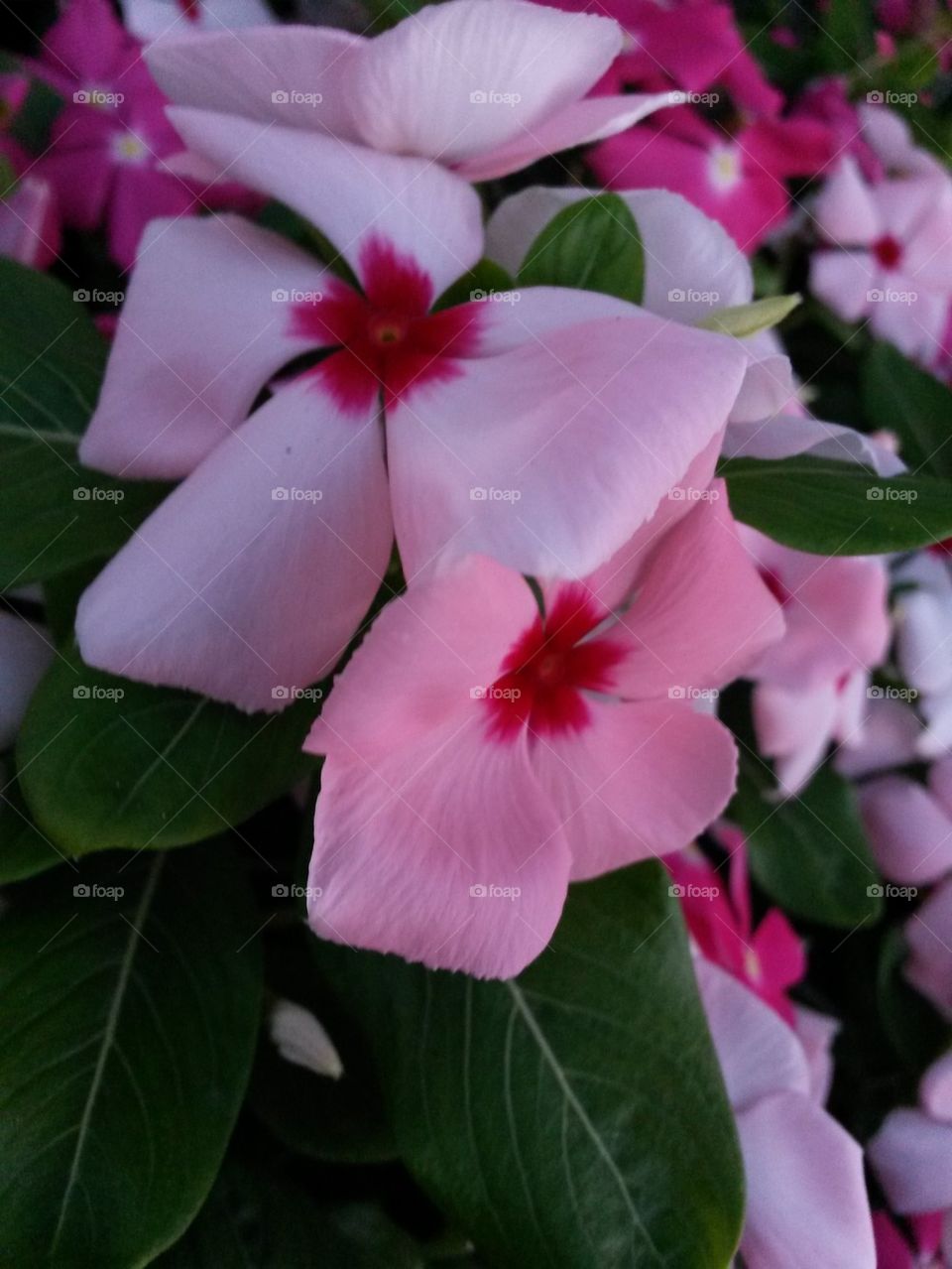 Periwinkle Flowers