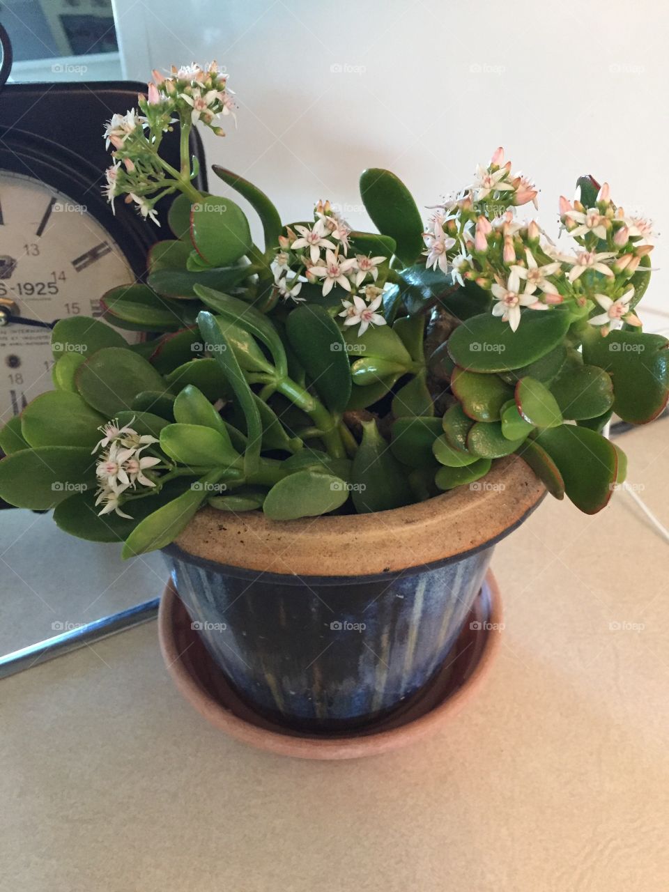 Flowering jade house plant in a blue Flowerpot