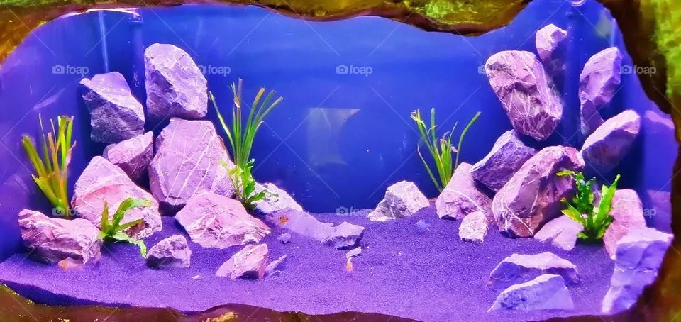 snorkeling decorative algae turtle aquarium fish saltwater biology fauna fishes seascape image scuba yellow dive young zoo environment vacation child pet shark swimming cute lifestyle animals fin people beauty black swim travel deep undersea landscap