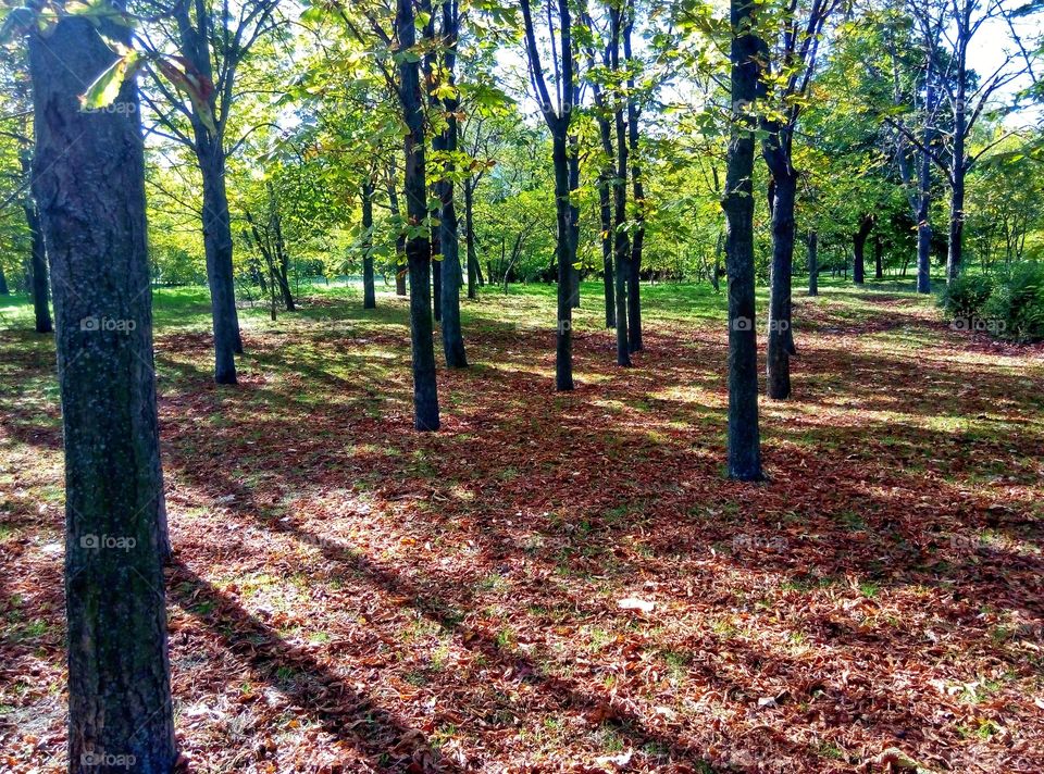 autumn trees осенние деревья