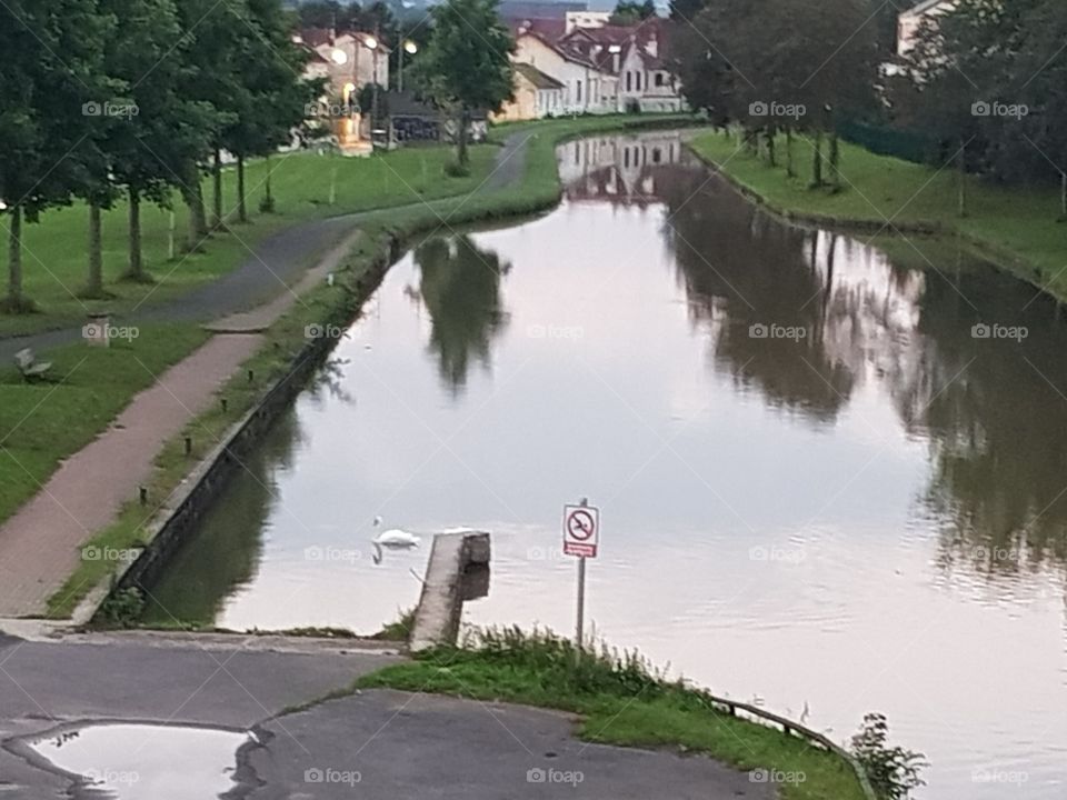 swan in water