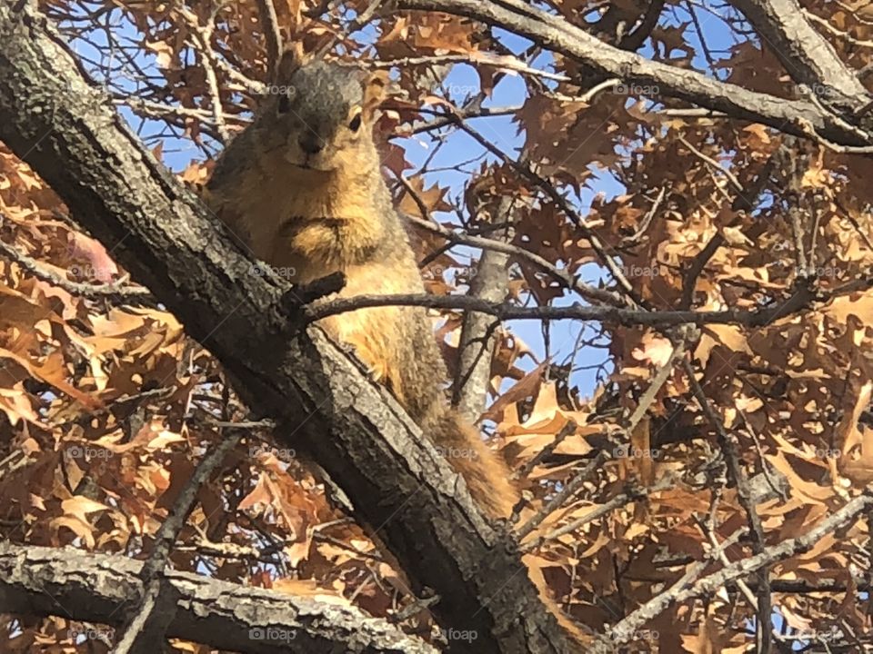 Charming squirrel