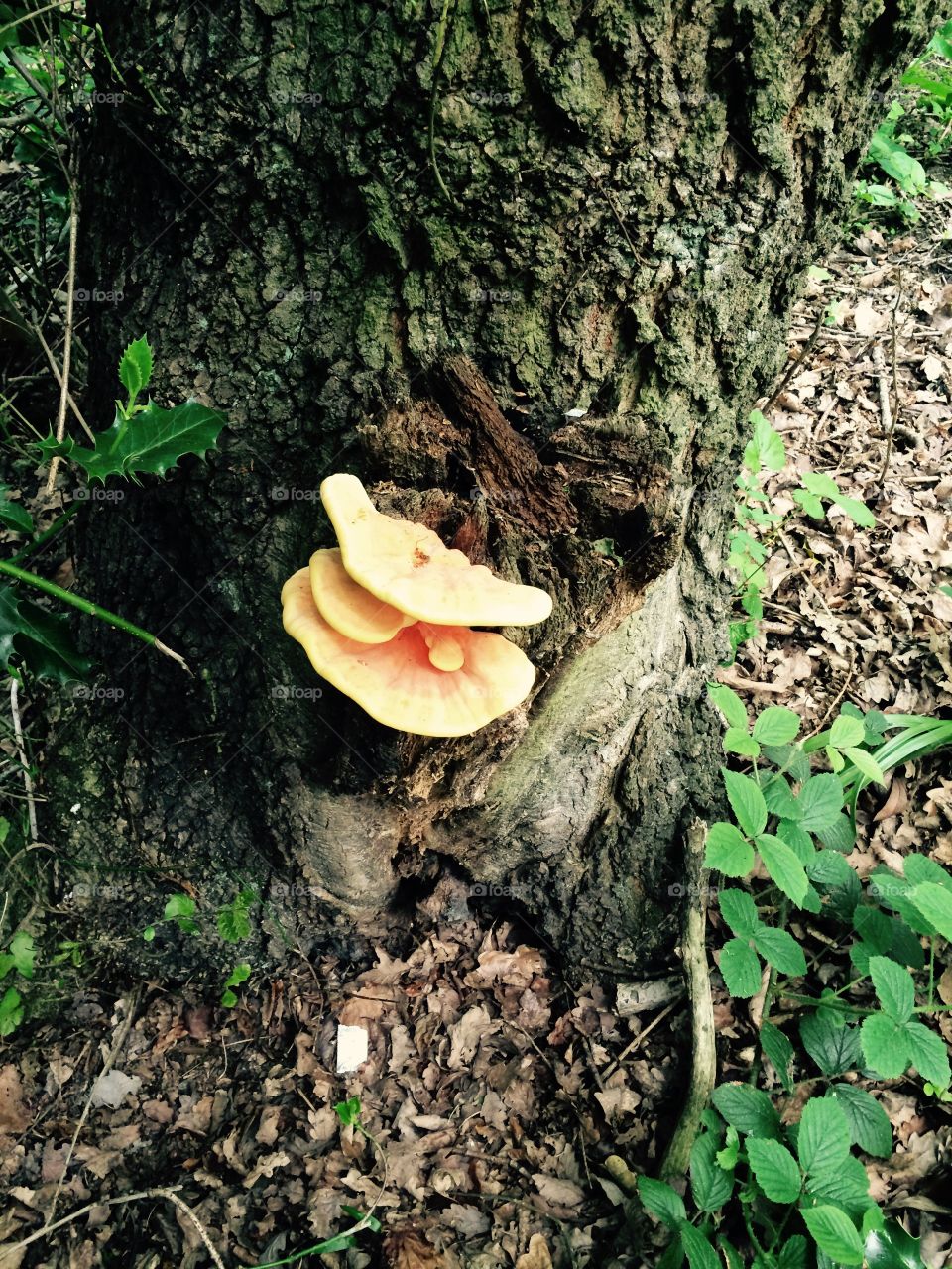 In the woods. Fungus growing on old tree 