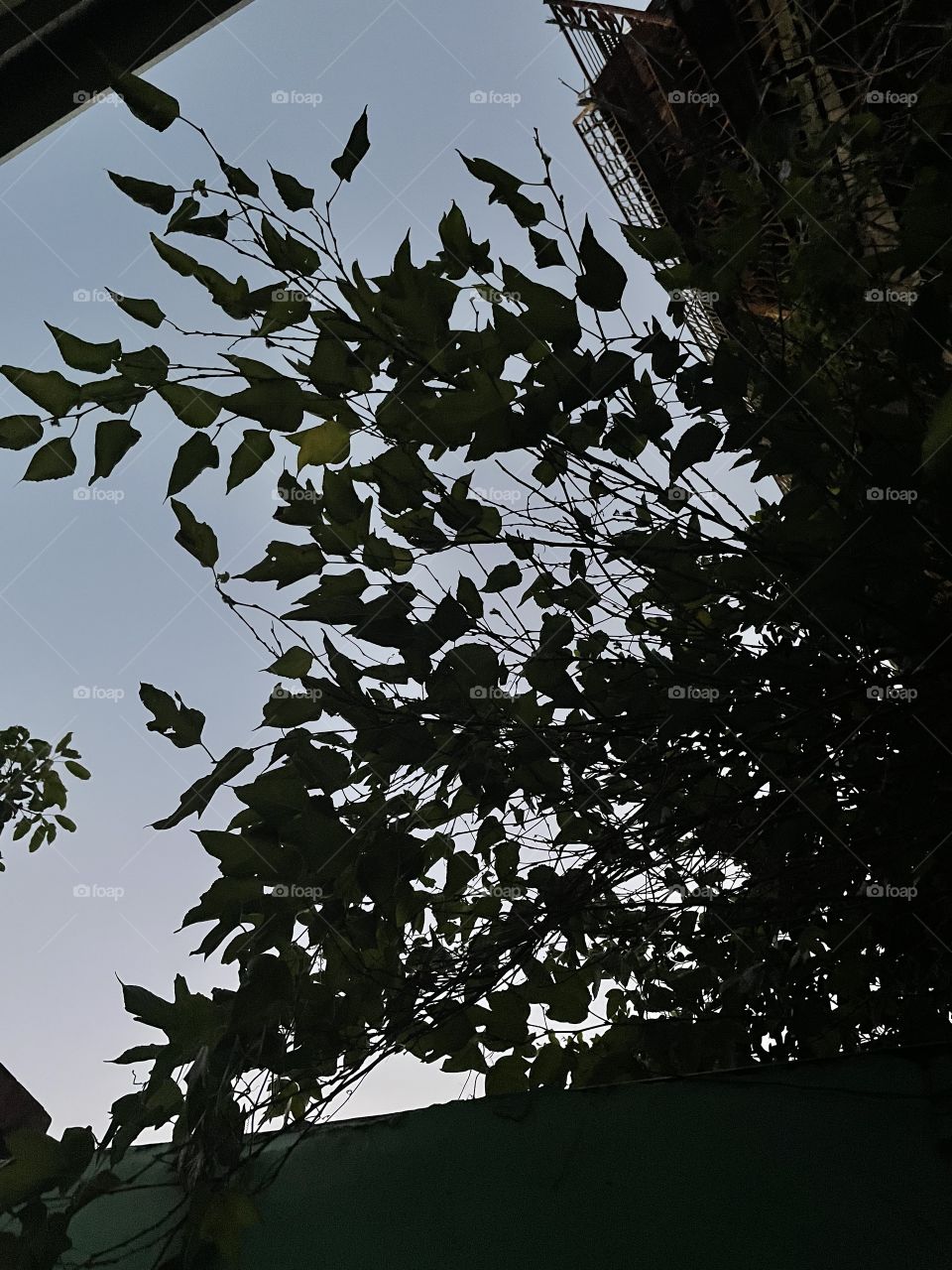 The leaves of a tree growing between three buildings. The leaves, photographed against a setting sun, look almost black. 