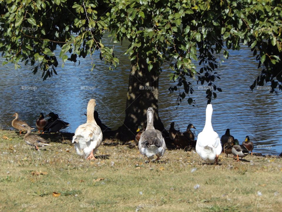 Geese 