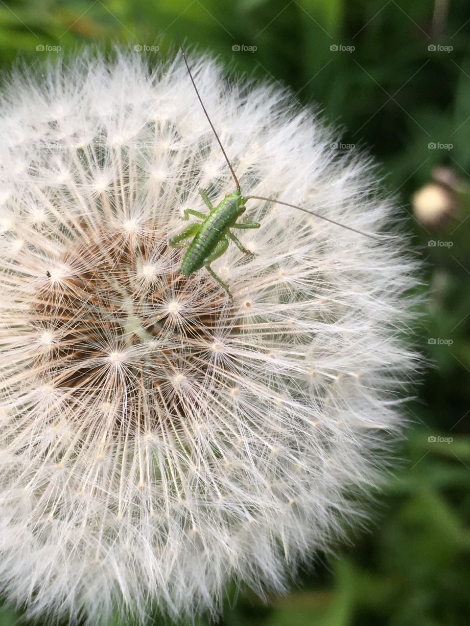 a small inhabitant of the big world