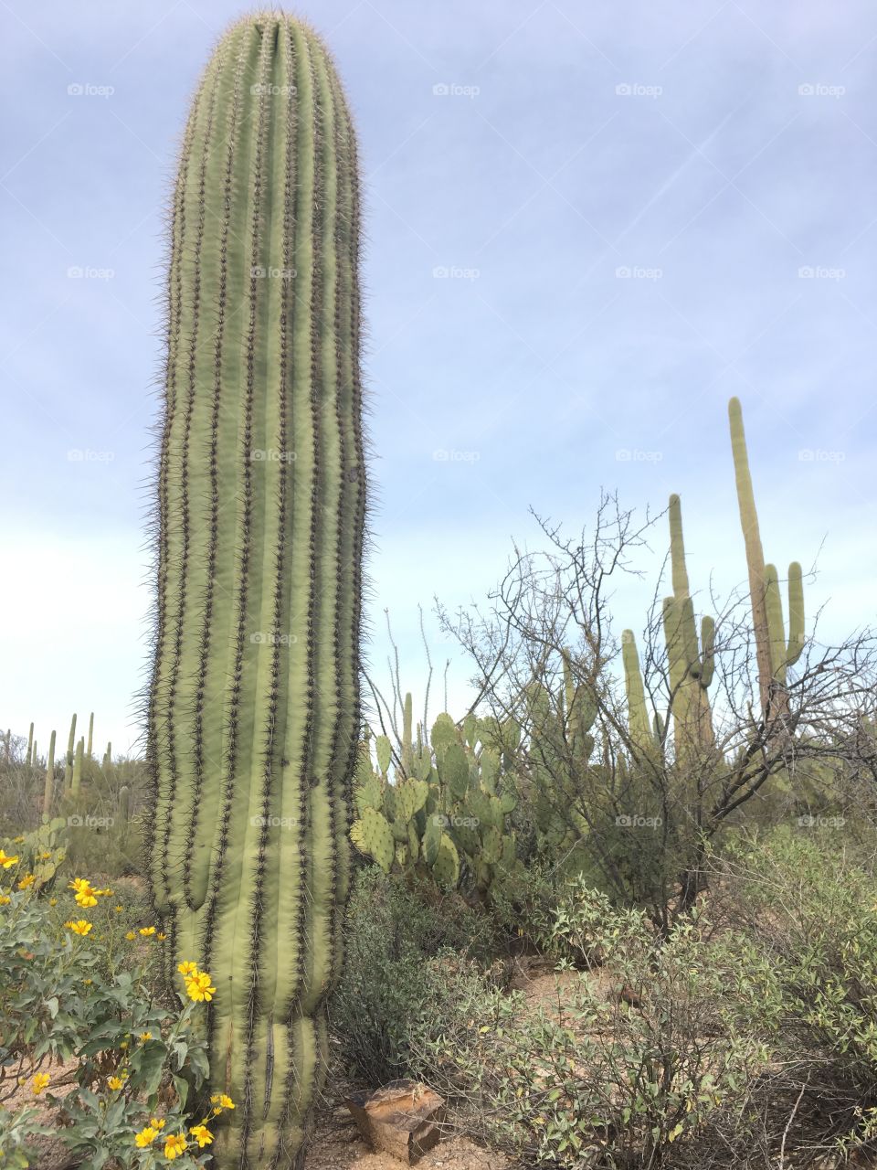 A lone cactus with yellow wildflowers in saguaro National Park 