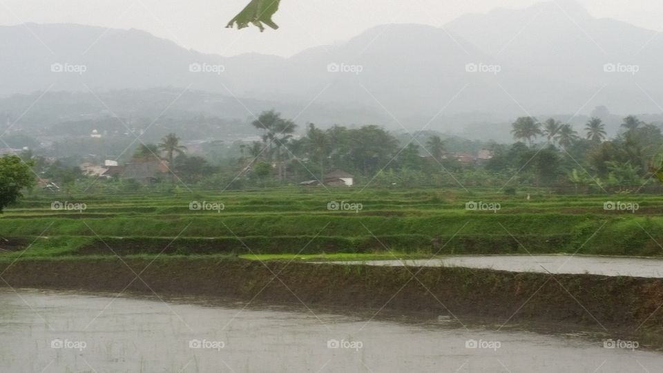 rain n rice field