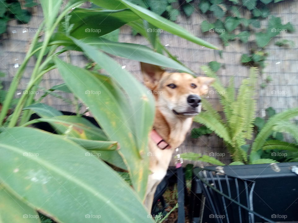 jungle puppy