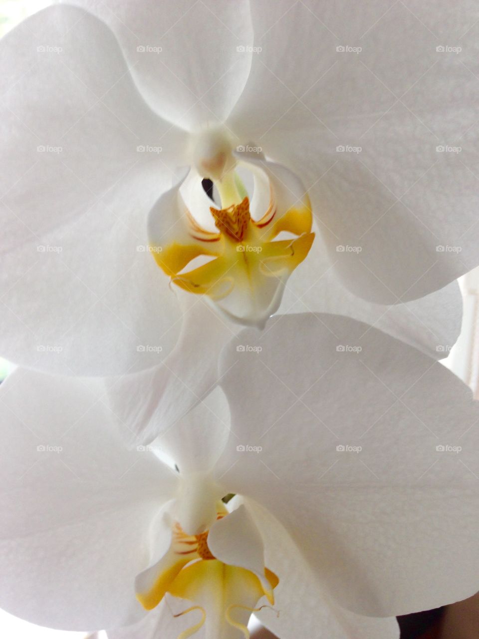 Orchid blooms