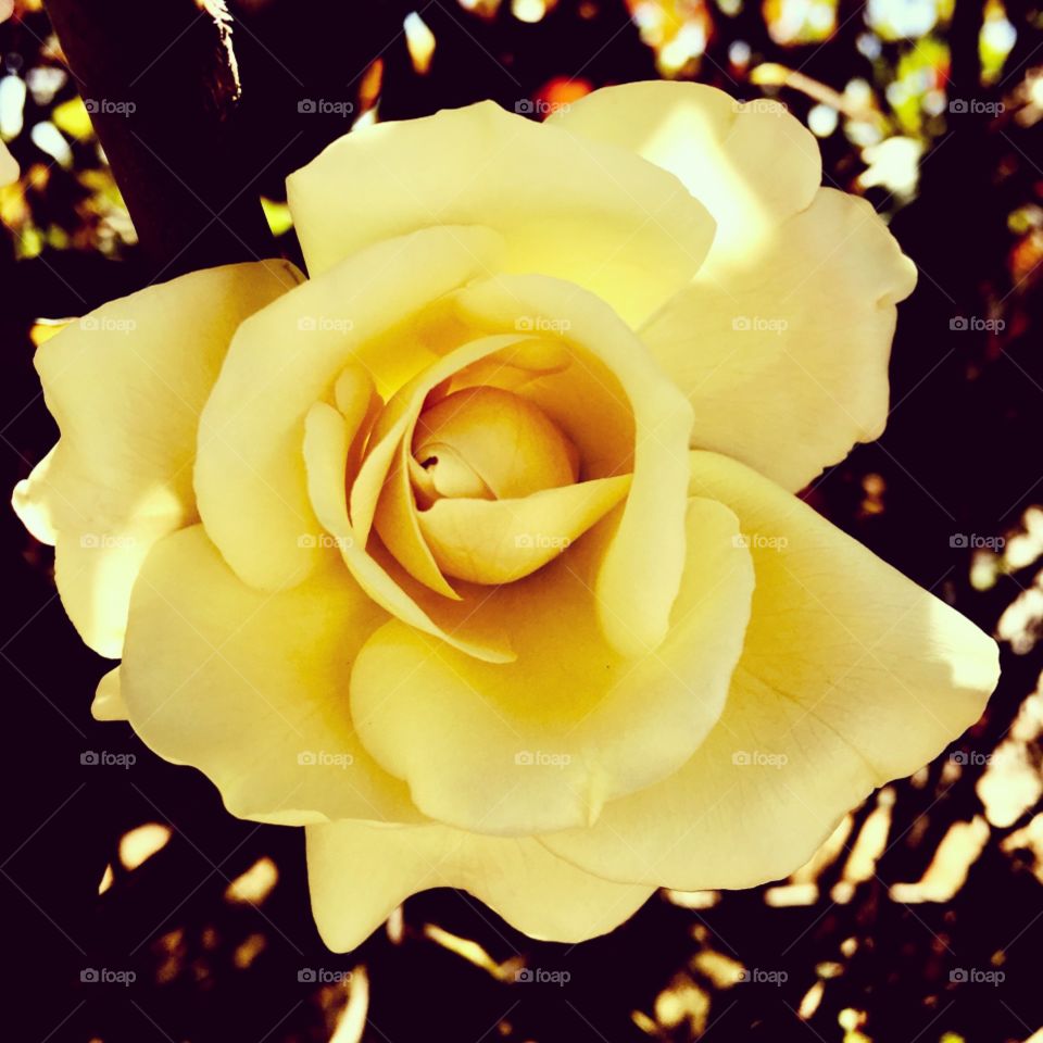 FOAP MISSIONS - 
Flora and Fauna of 2019,

🇺🇸 The beauty of yellow rose has enchanted the past year.  Cheer the nature!

🇧🇷 A beleza das rosas amarelas encantou o ano que passou. Viva a natureza!