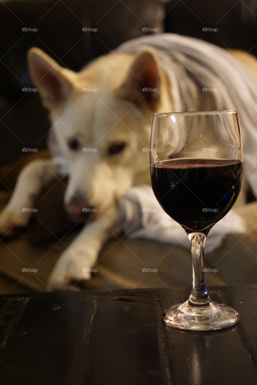 dog and wine